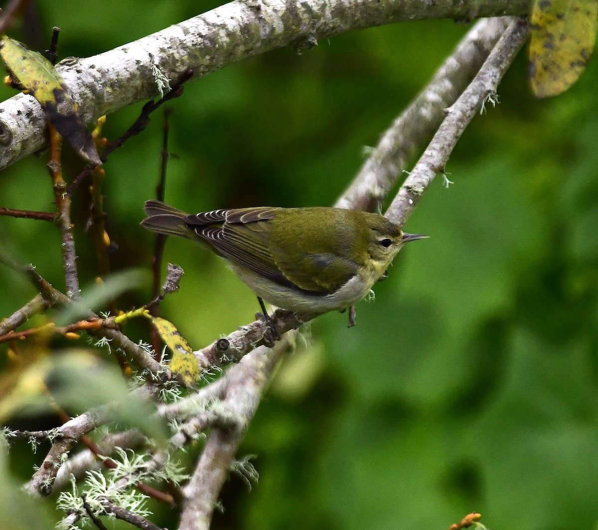 Tennessee Warbler - ML646274205