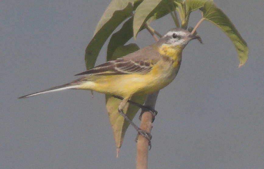 Western Yellow Wagtail - ML646274206