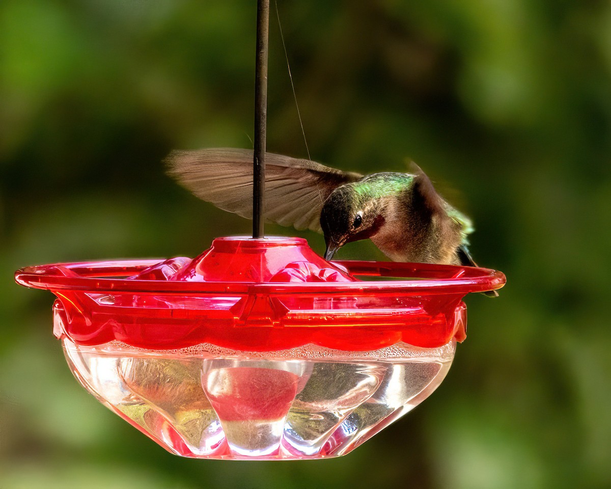 Broad-tailed Hummingbird - ML646274207