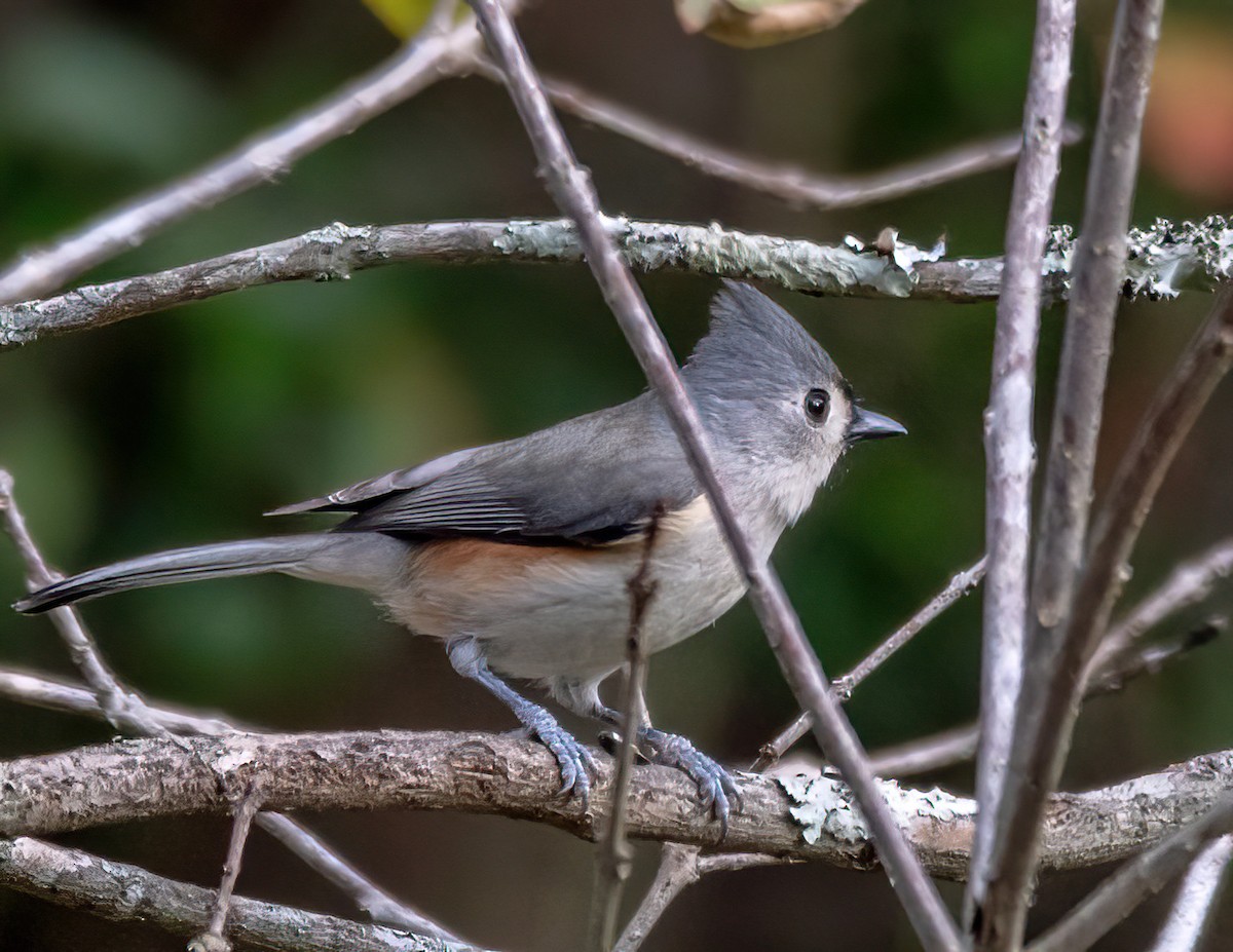 Tufted Titmouse - ML646274208