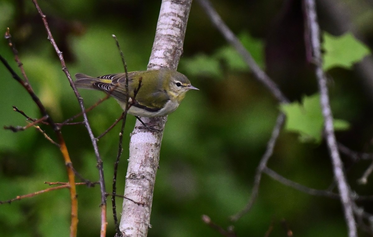 Tennessee Warbler - ML646274213