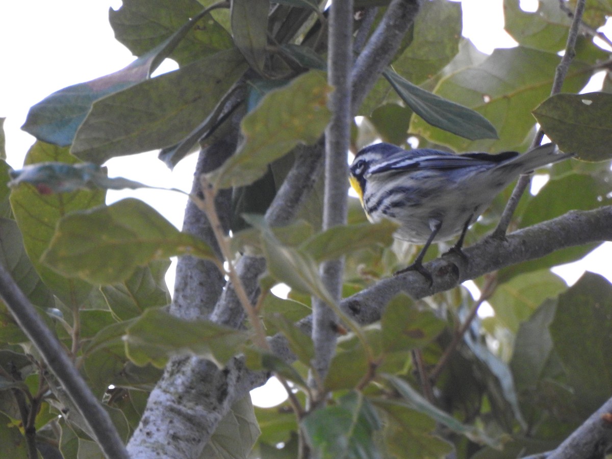 Sarı Gerdanlı Ötleğen - ML646274214