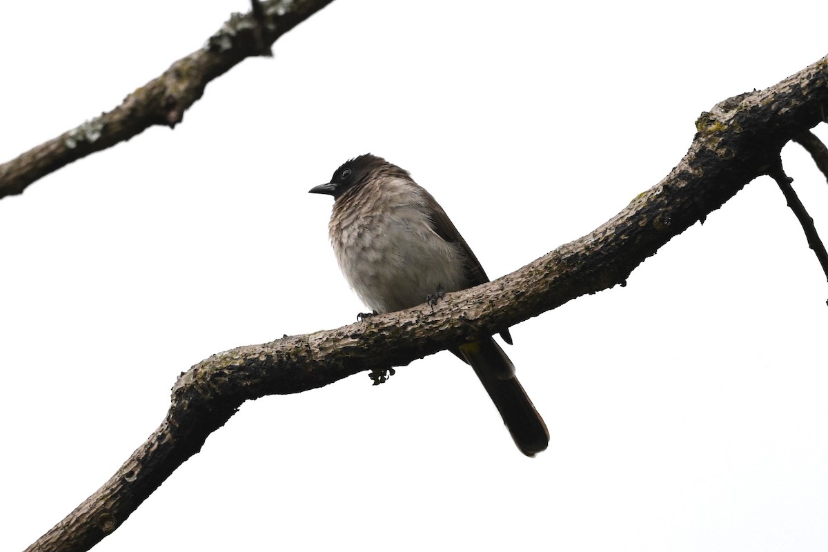 Common Bulbul (Dark-capped) - ML646274216