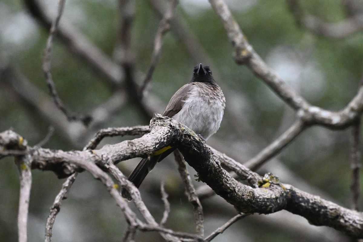Common Bulbul (Dark-capped) - ML646274217