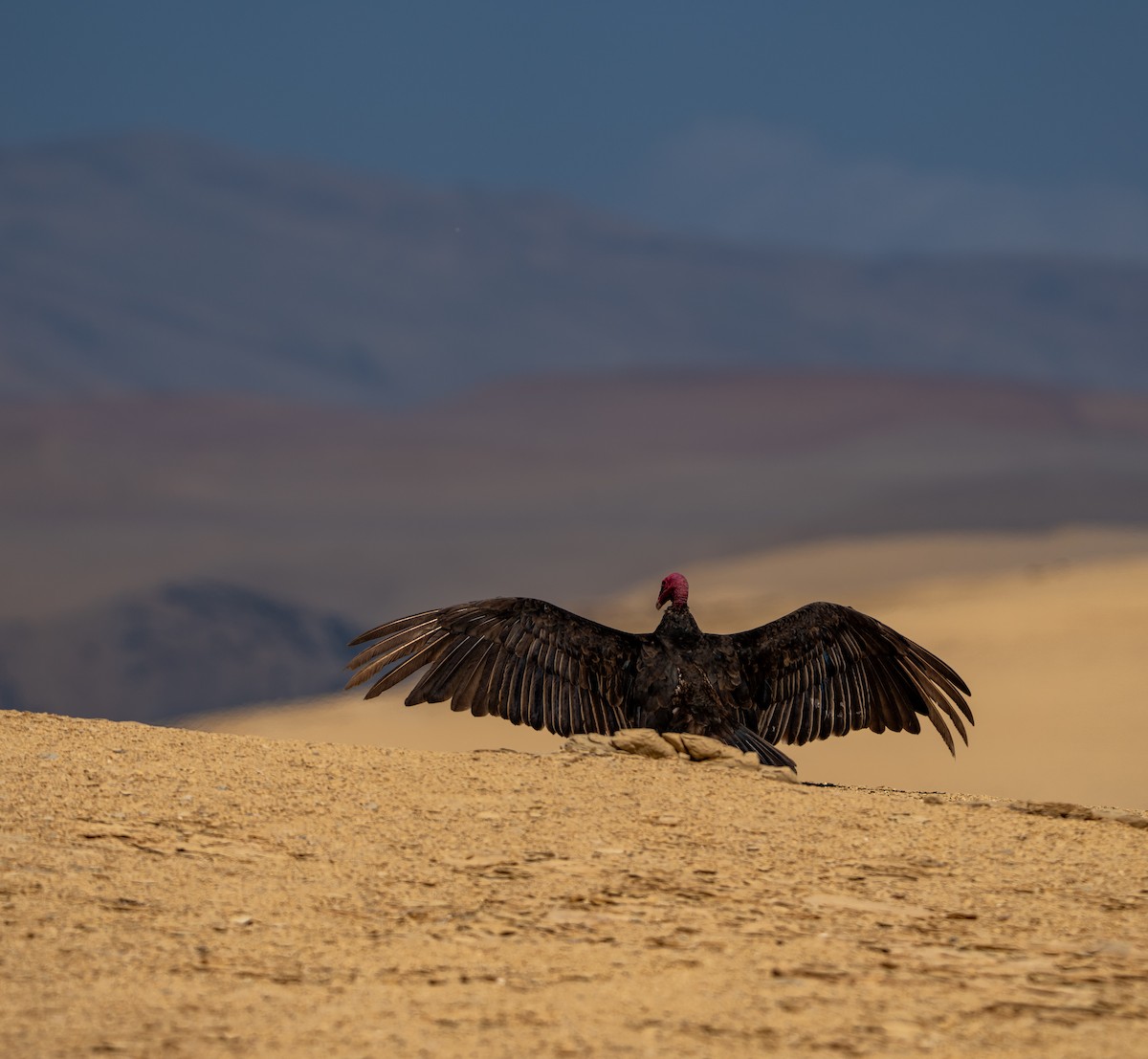 Turkey Vulture - ML646274218