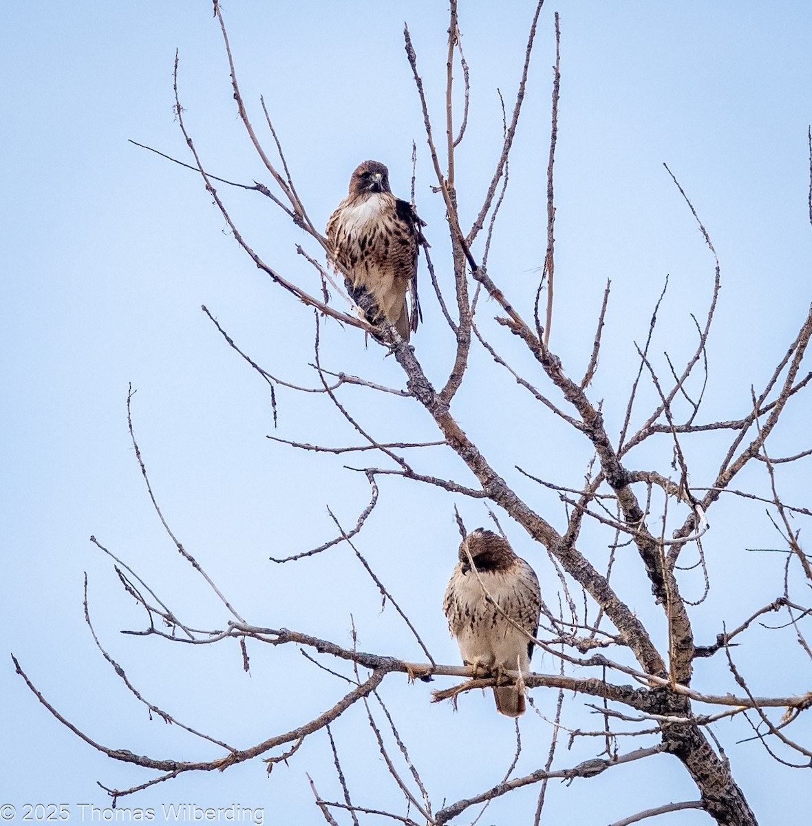 Red-tailed Hawk - ML646274238