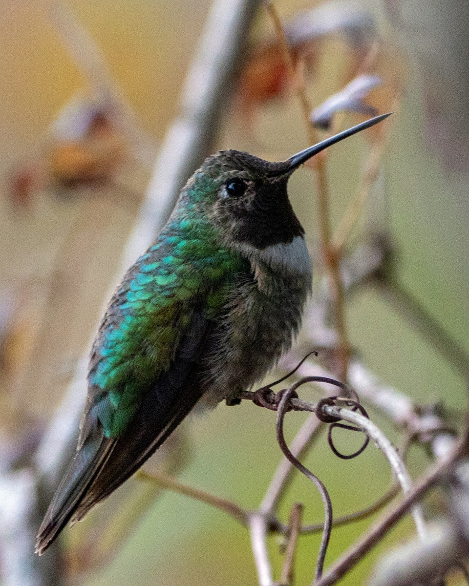 Broad-tailed Hummingbird - ML646274239