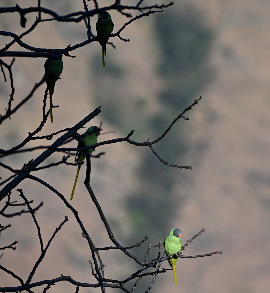 Гималайский кольчатый попугай - ML646274241