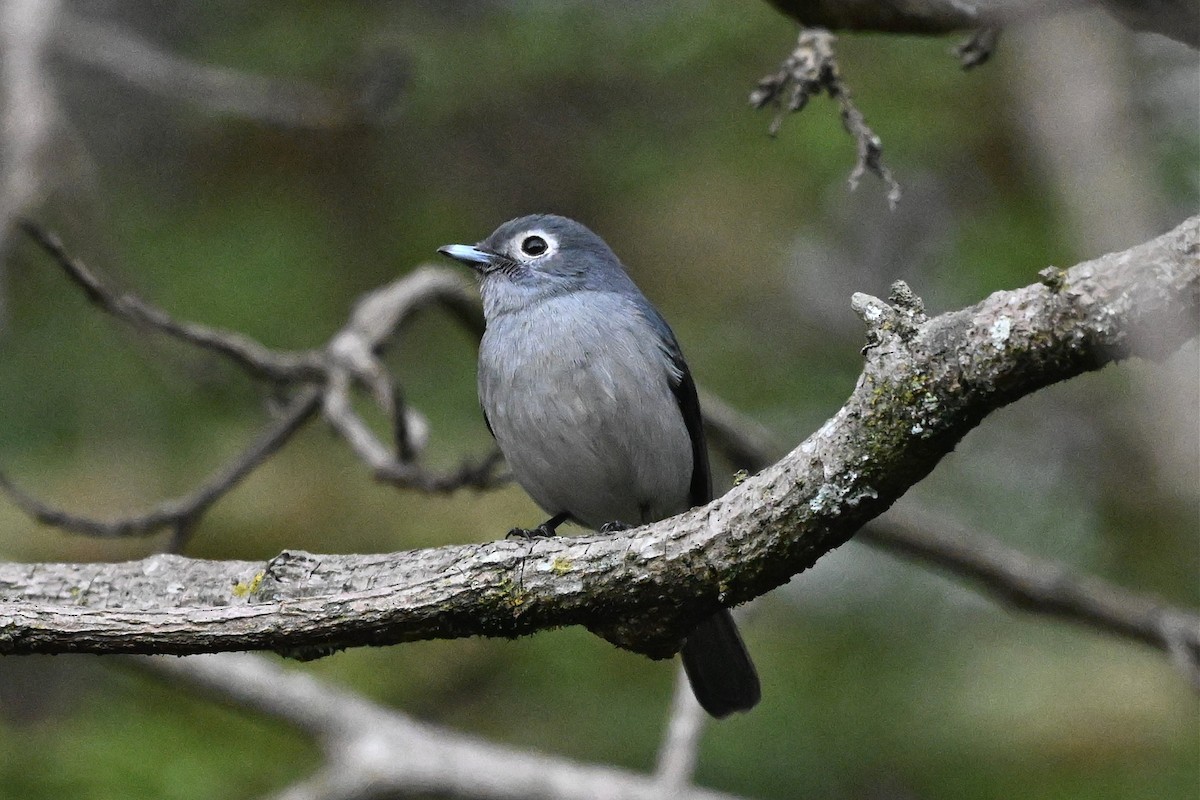 White-eyed Slaty-Flycatcher - ML646274242