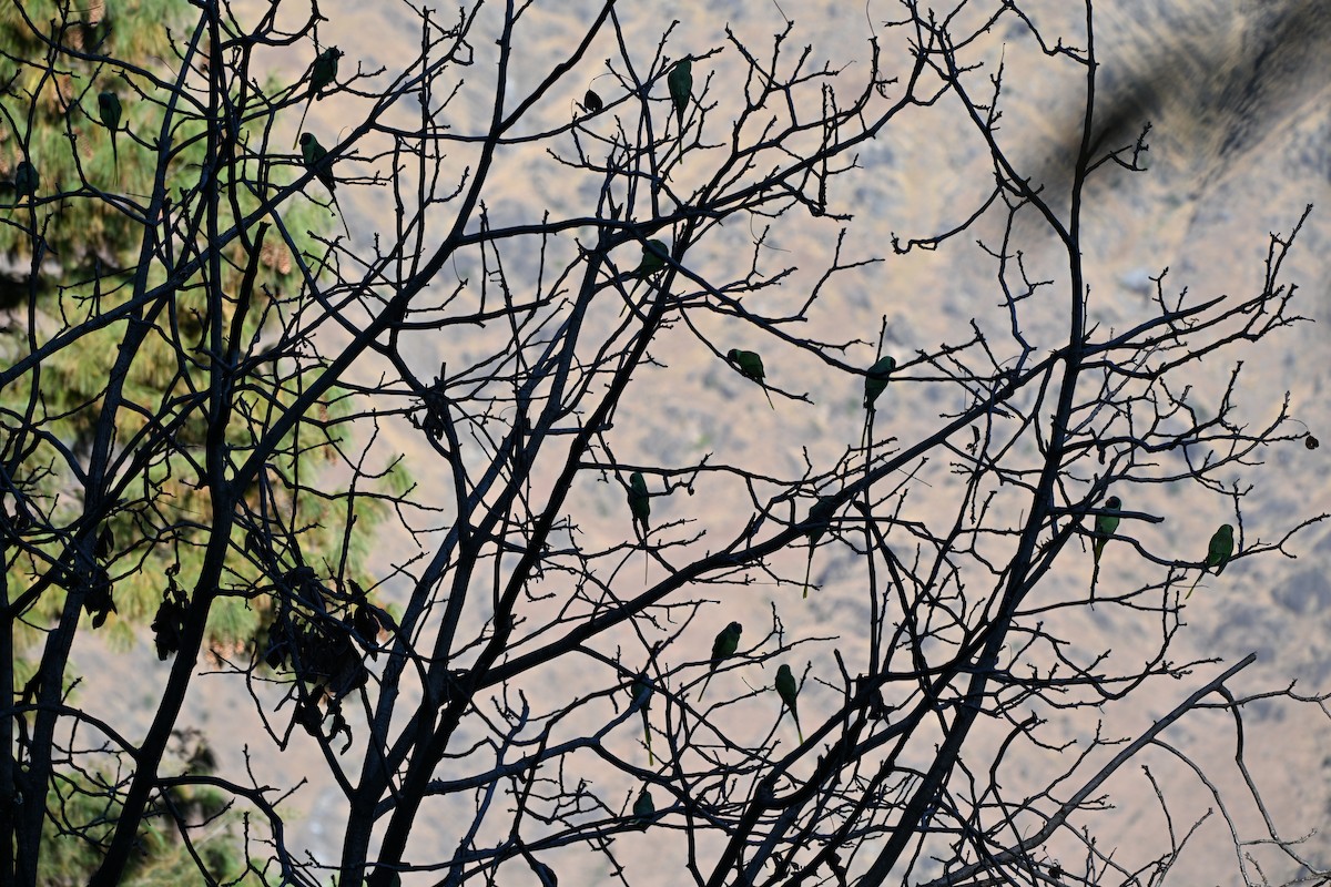 Гималайский кольчатый попугай - ML646274243