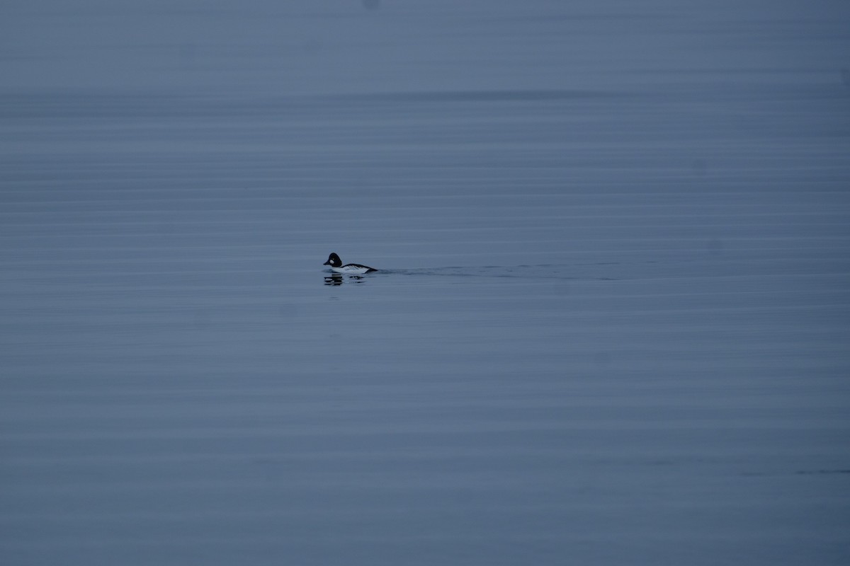 Common Goldeneye - ML646274244