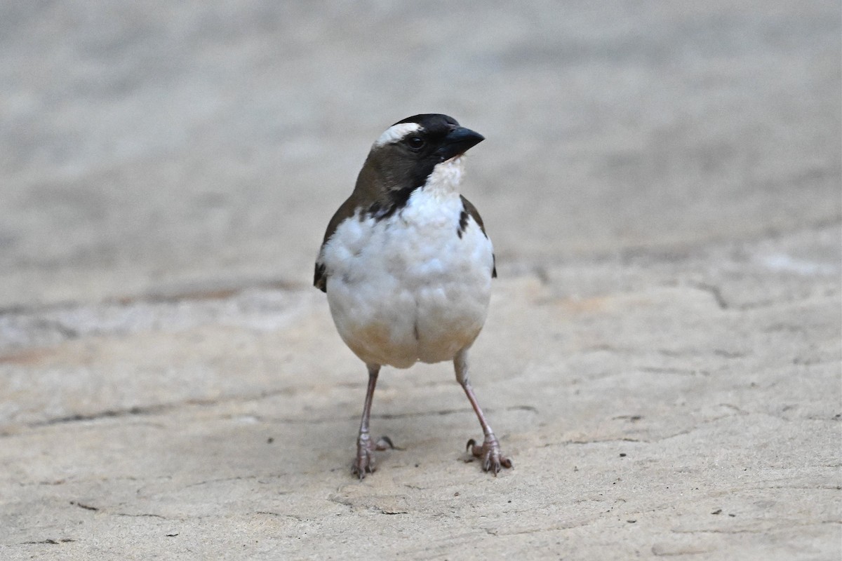 White-browed Sparrow-Weaver - ML646274248