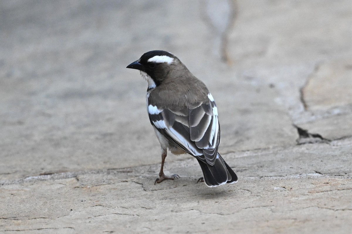 White-browed Sparrow-Weaver - ML646274249