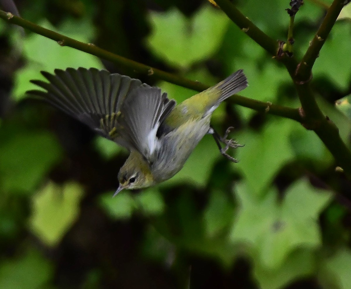 Tennessee Warbler - ML646274251