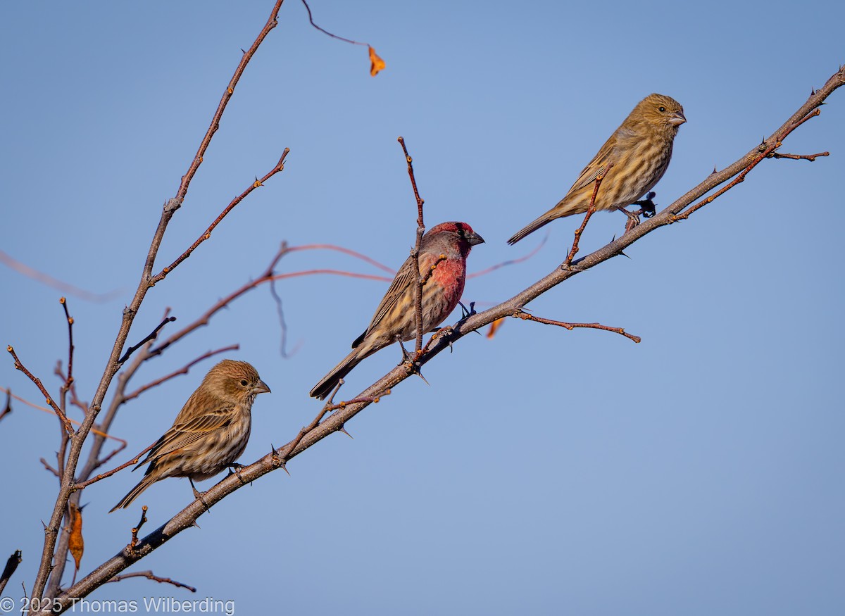 House Finch - ML646274252
