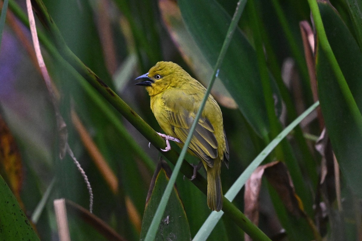 Holub's Golden-Weaver - ML646274254