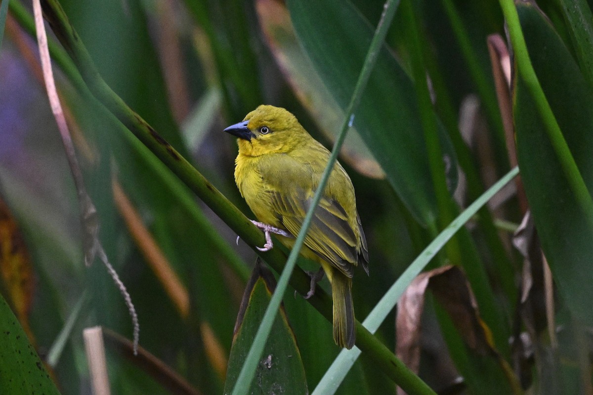Holub's Golden-Weaver - ML646274255