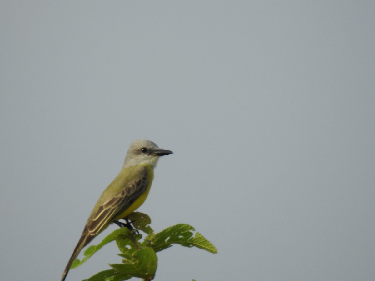 Tropikal Tiran - ML646274259