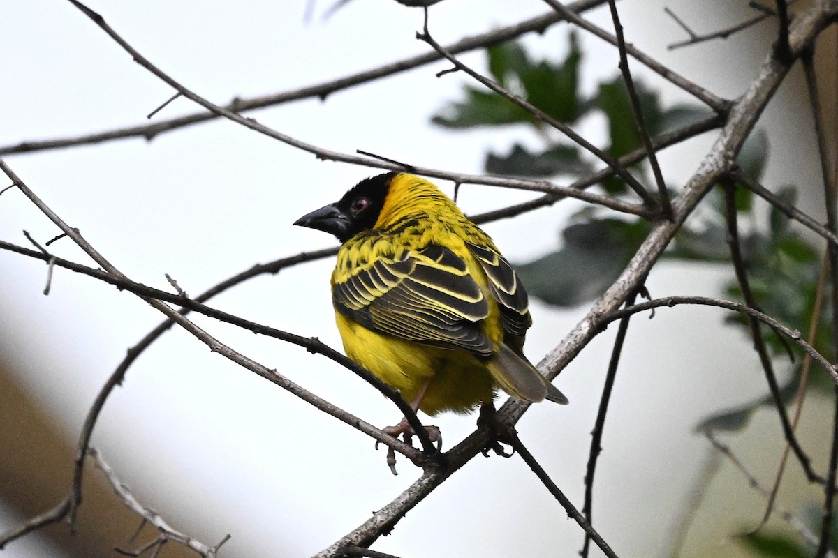 Village Weaver - ML646274260