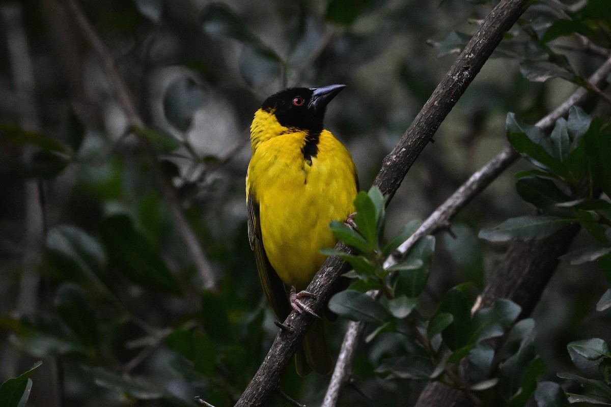 Village Weaver - ML646274261