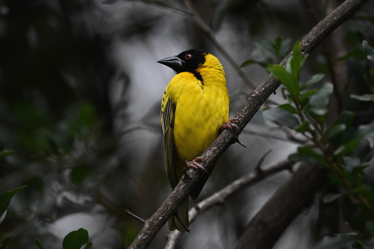 Village Weaver - ML646274262