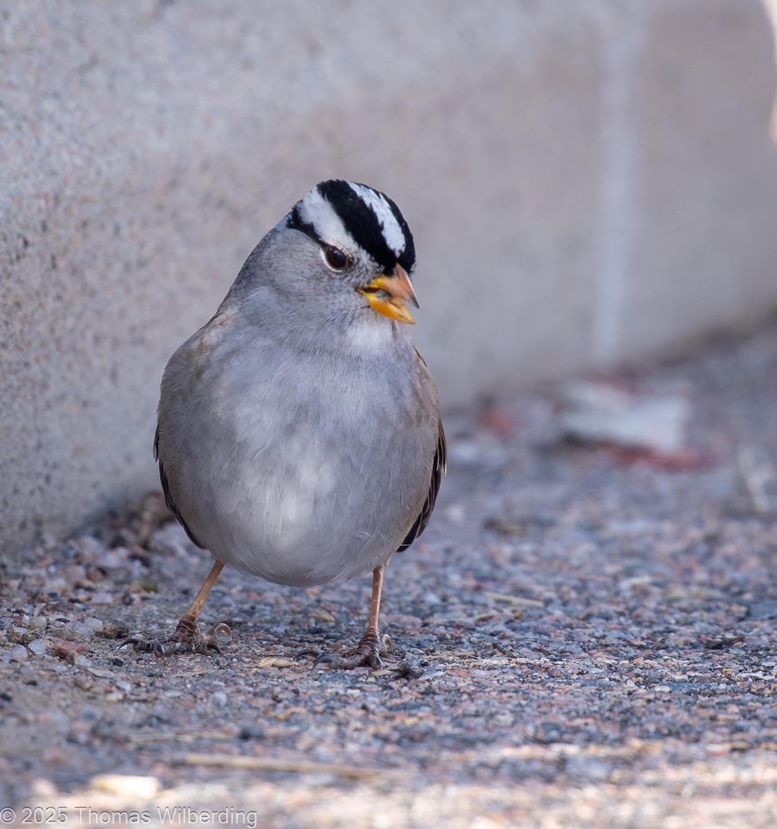 White-crowned Sparrow - ML646274264