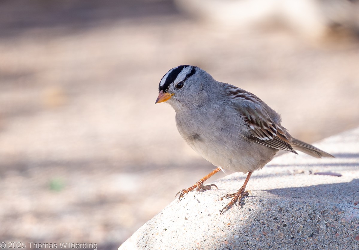 White-crowned Sparrow - ML646274265