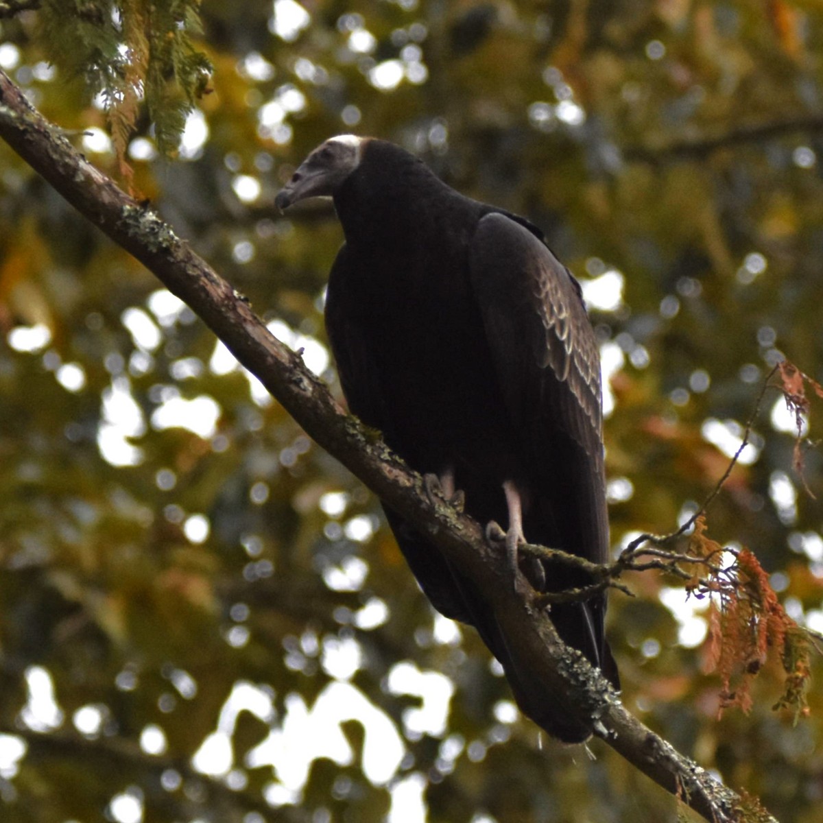 Turkey Vulture - ML646274266