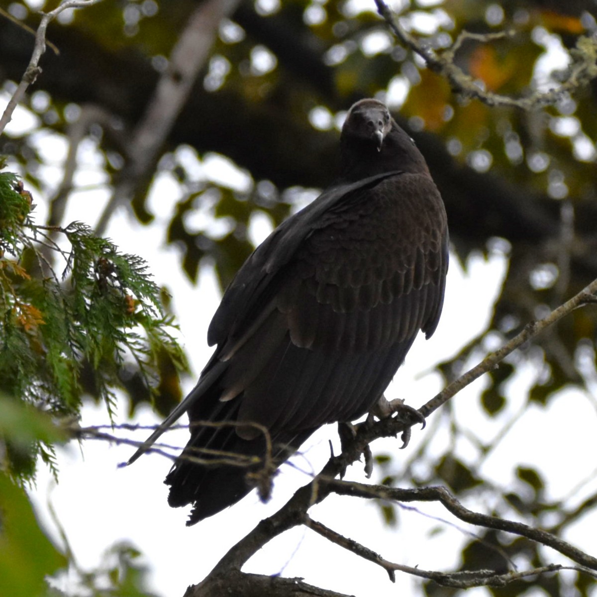 Turkey Vulture - ML646274267