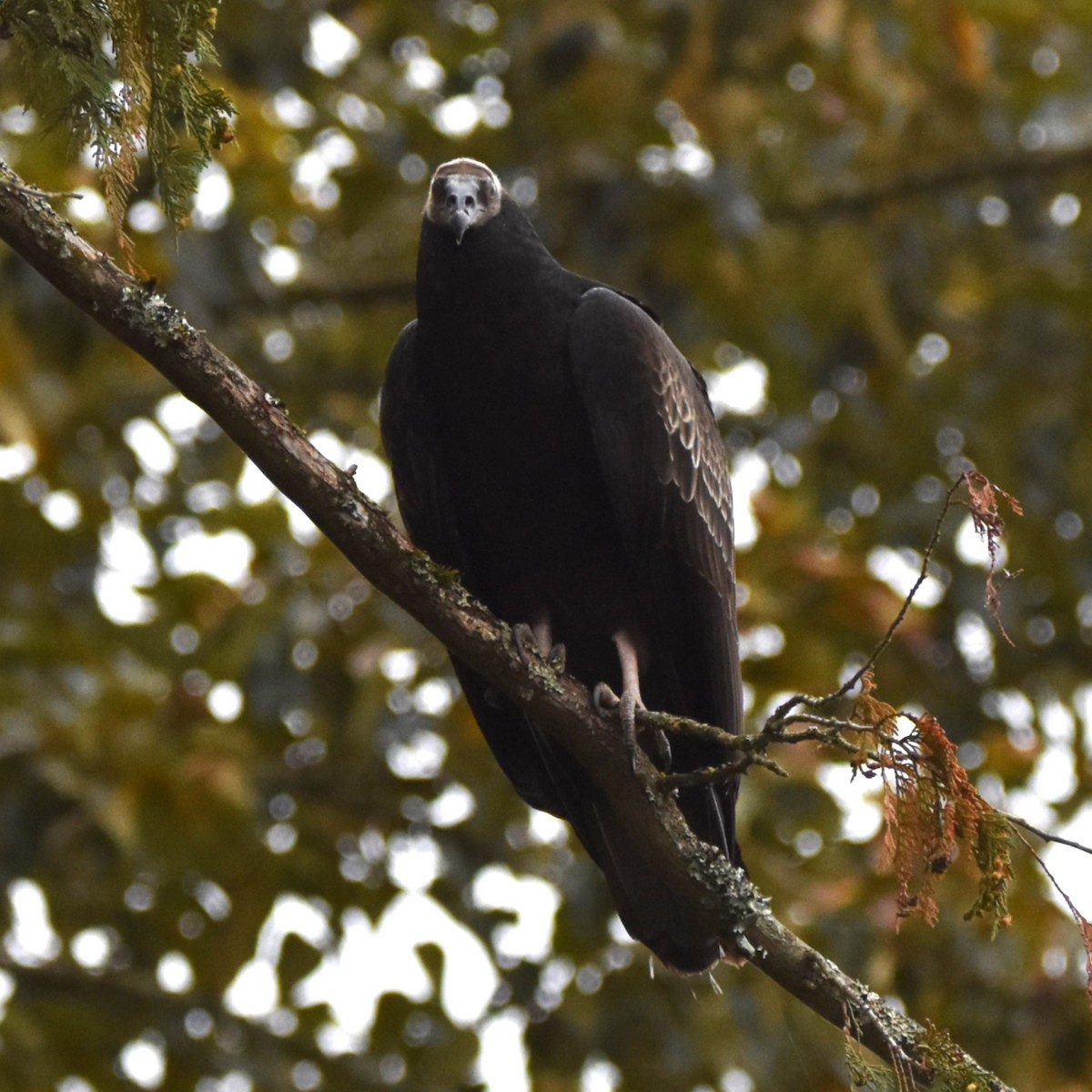 Turkey Vulture - ML646274269
