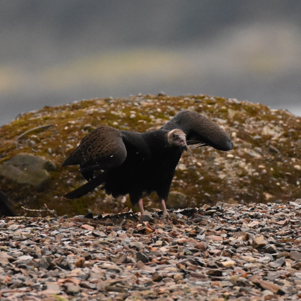 Turkey Vulture - ML646274271