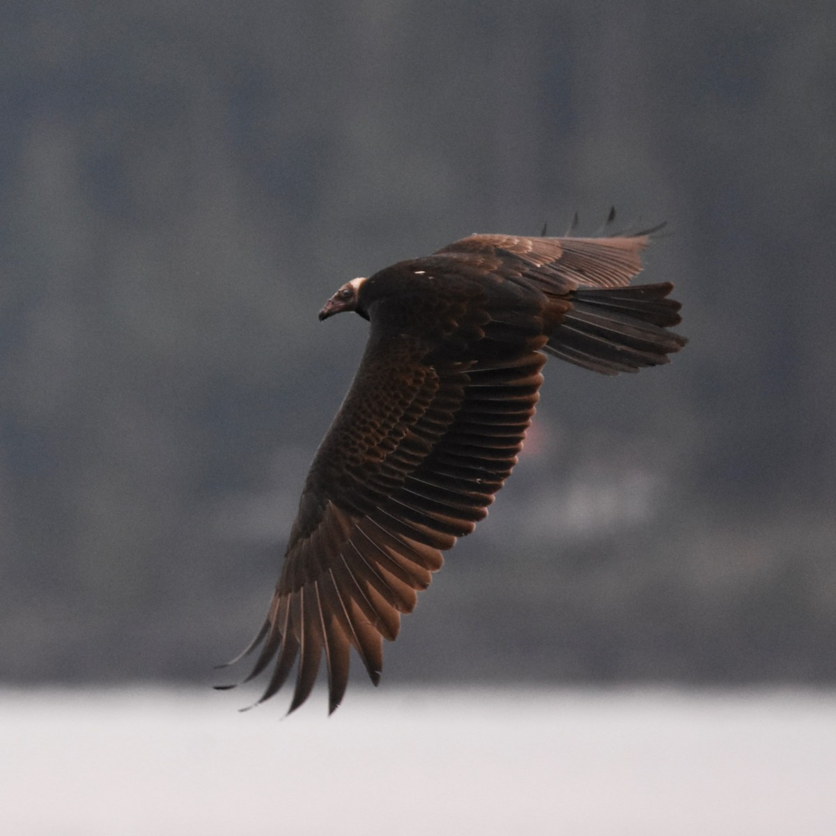 Turkey Vulture - ML646274272