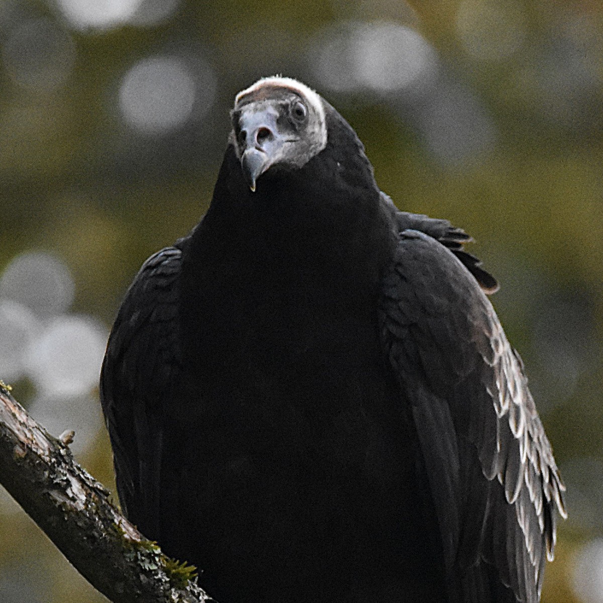 Turkey Vulture - ML646274273