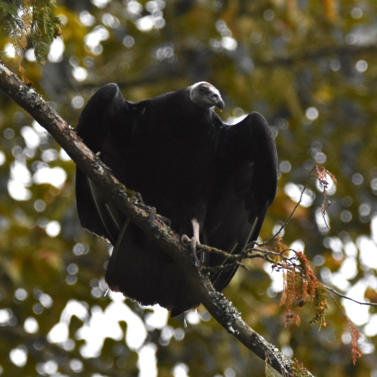Turkey Vulture - ML646274274