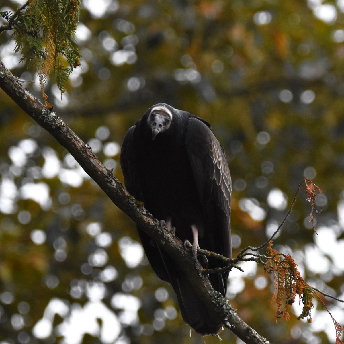 Turkey Vulture - ML646274276
