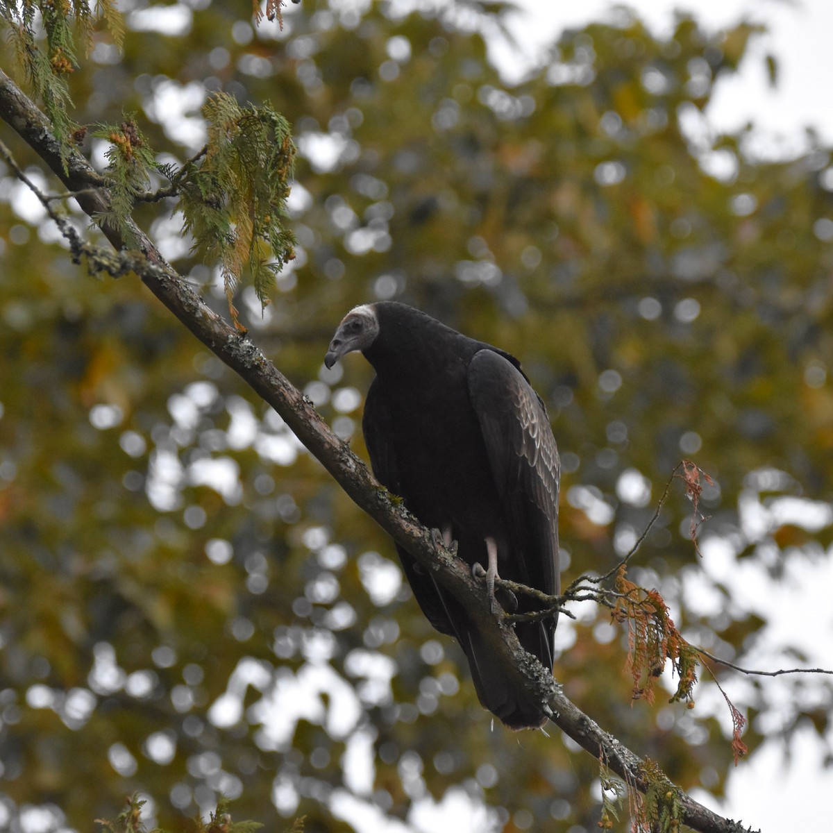 Turkey Vulture - ML646274277