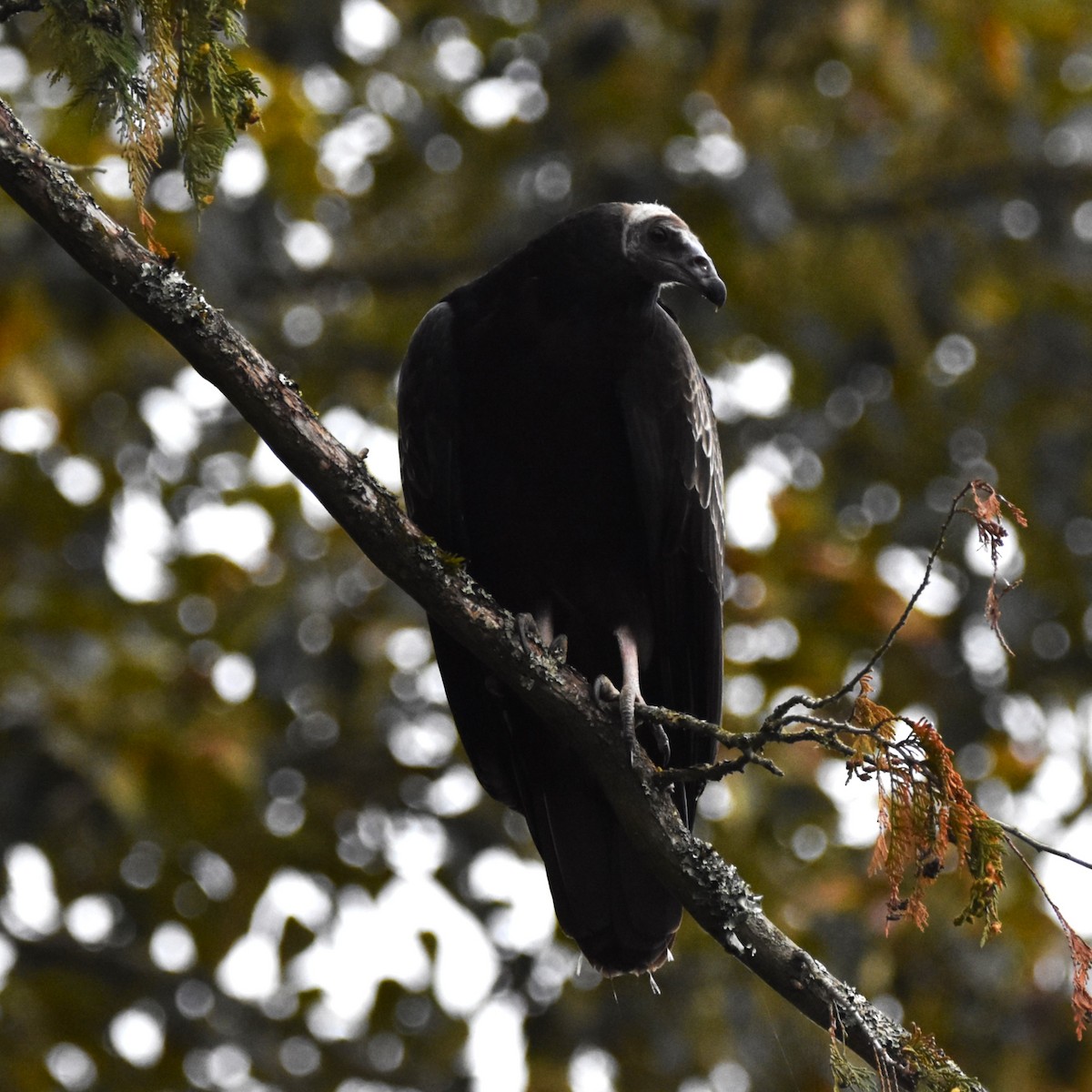 Turkey Vulture - ML646274278