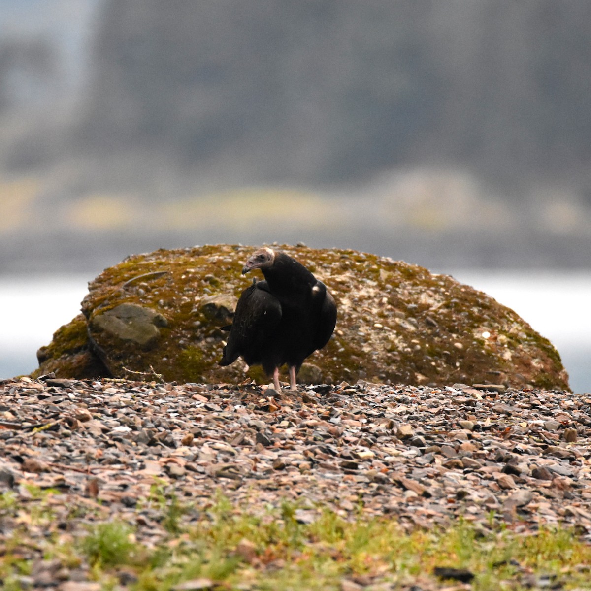 Turkey Vulture - ML646274279