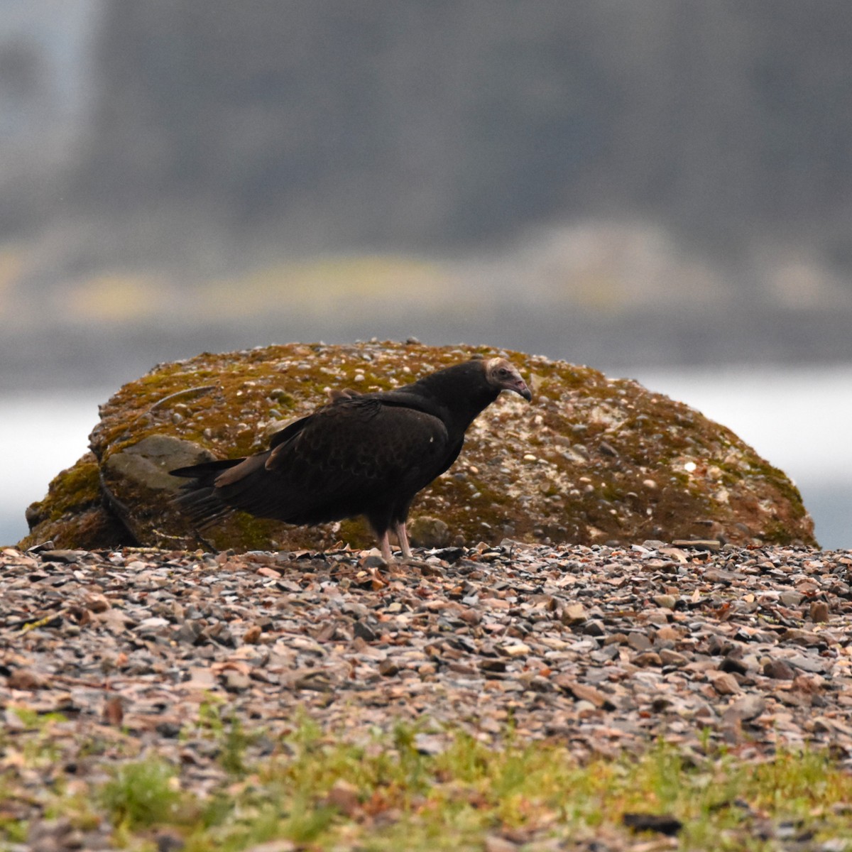 Turkey Vulture - ML646274280
