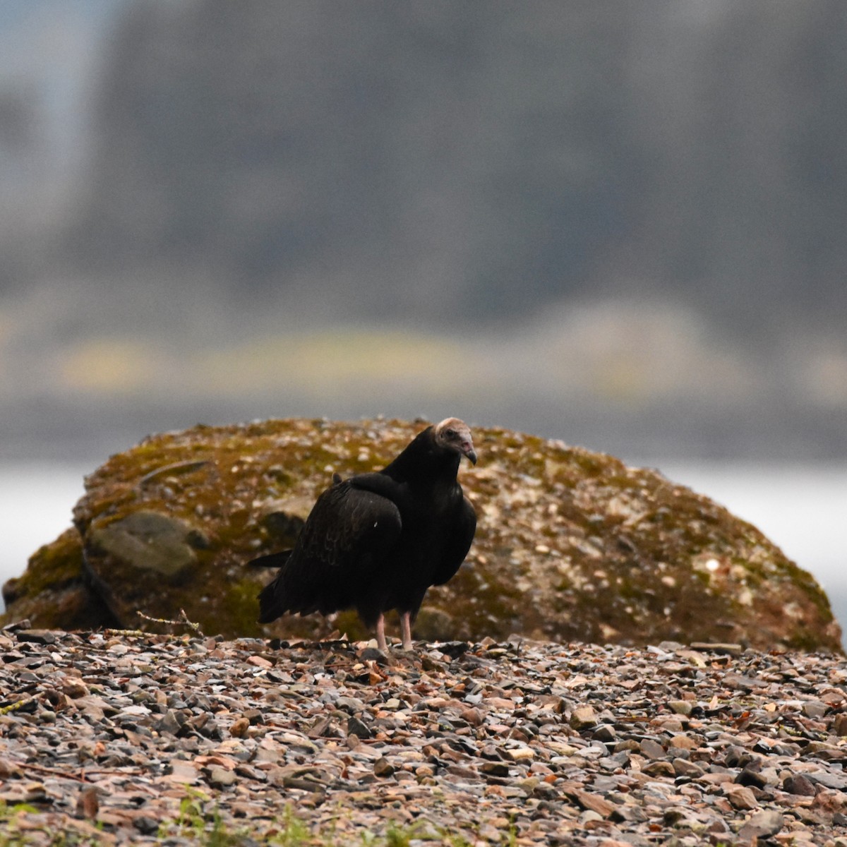 Turkey Vulture - ML646274281