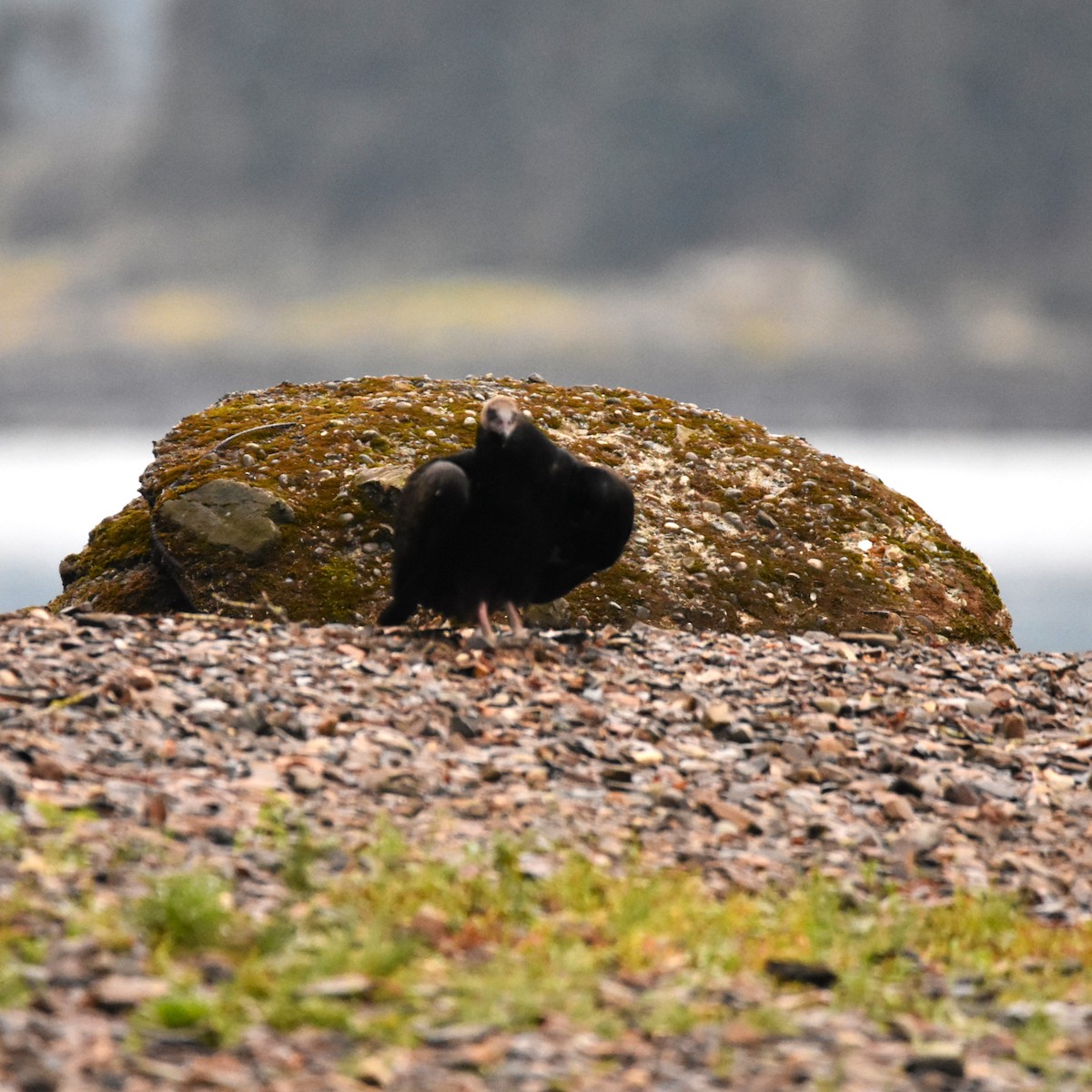 Turkey Vulture - ML646274283