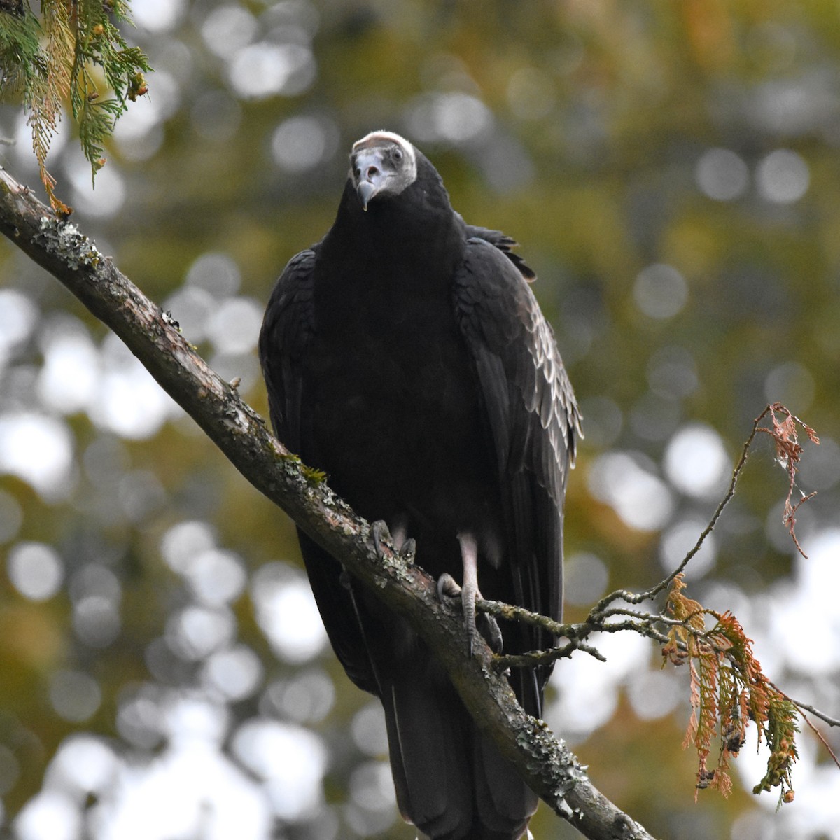 Turkey Vulture - ML646274285