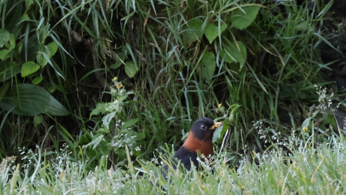 Rufous-collared Robin - ML646274288