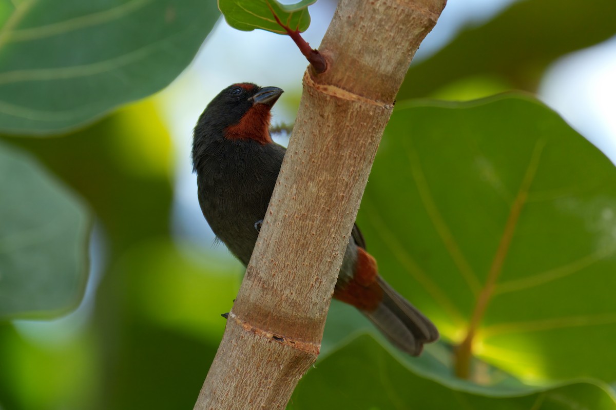 Lesser Antillean Bullfinch - ML646274289