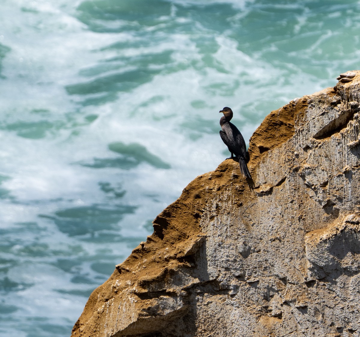 Neotropic Cormorant - ML646274290