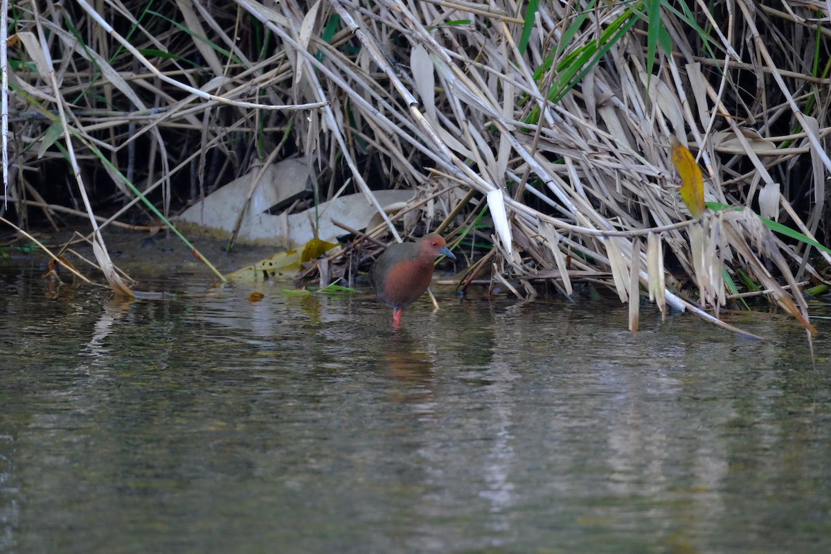 緋秧雞 - ML646274292