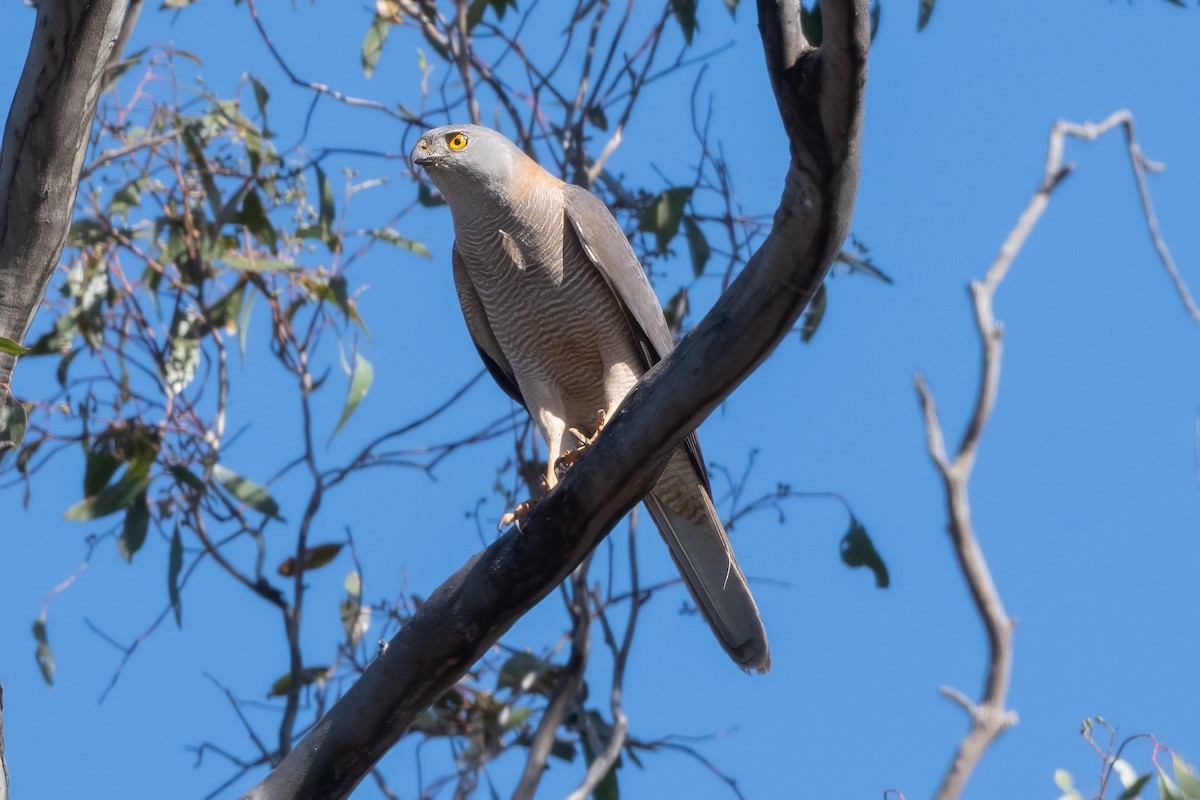 Brown Goshawk - ML646274293