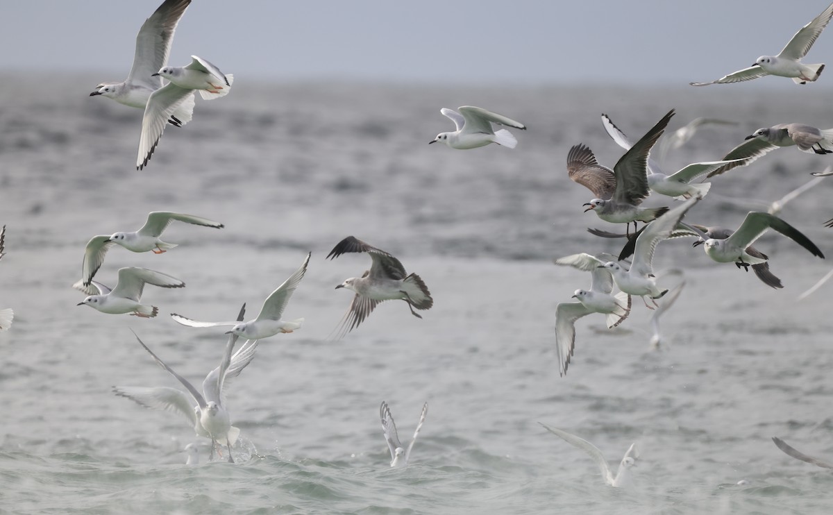 笑鷗 - ML646274298