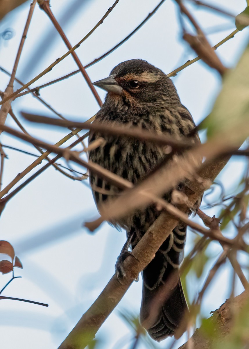 Red-winged Blackbird - ML646274299