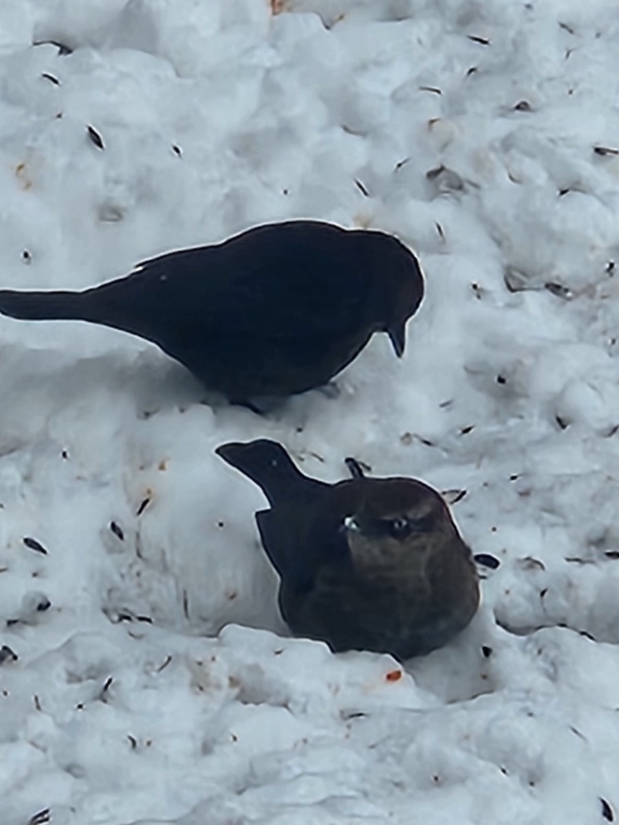 Rusty Blackbird - ML646274300